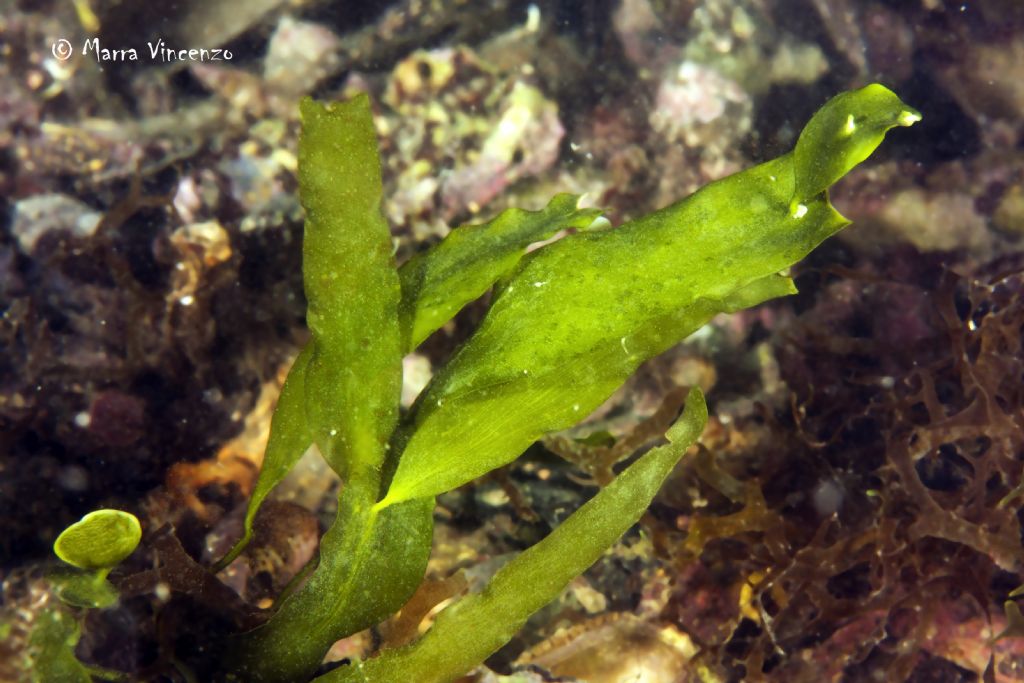 Caulerpa prolifera